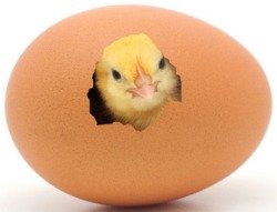 from your best chickens choose the healthiest chickens and the ones