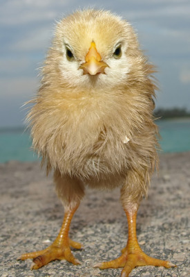 Raising Baby Chicks