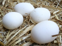 Hatching Chicken Eggs Can Be Addicting, Be Careful You May Like It