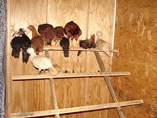 Chicken Perches Give Us Chickens A Place To Roost And Relax