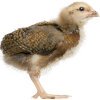 Raising chickens baby chicken