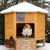 Raising chickens chicken coop