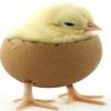 Raising chickens chicken eggs and hatching 