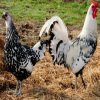Raising chickens raising organic chickens