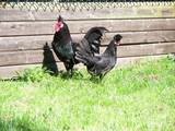 Appenzeller Chickens are an ornamental breed