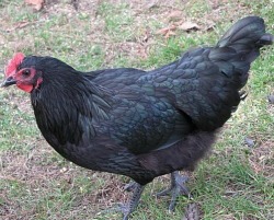 Australorps are a very good, all purpose breed