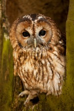 Back yard chickens Tawny Owl