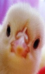 A baby chick is so cute!