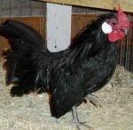 Black Rose comb Chicken