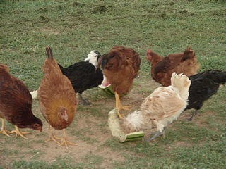 Flock of chickens eating watermelon