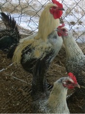 The Fayoumi chicken breed