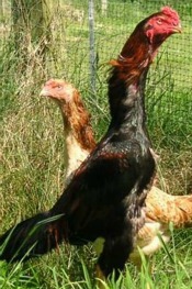 Shamo Chickens are known for being the second tallest breed