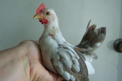 pullets for sale nj