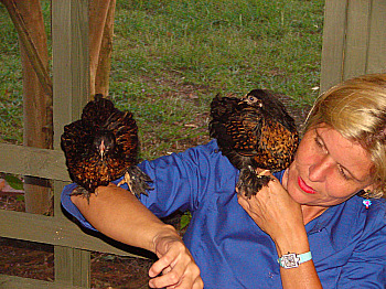 Buff Laced Cochins setting on my wife's shoulder