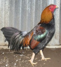 The Aseel chicken breed is an almost prehistoric looking bird