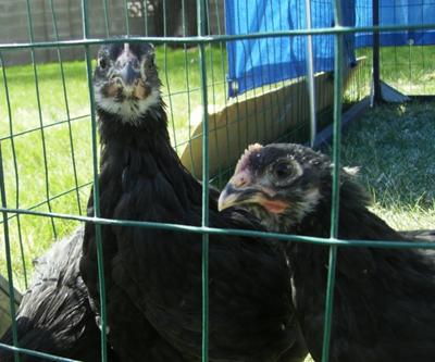 pullets