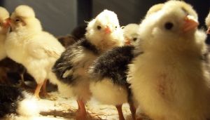 Baby Chicks