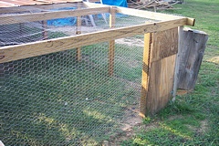 back yard chickens chicken pen