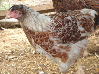 Backyard chicken breeds Blue Laced Red Wyandotte