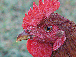 Rhode Island Red