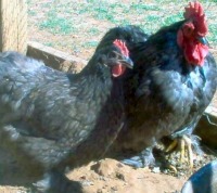 Blue Cochin Bantam chickens
