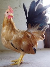 The Japanese Bantam chicken