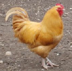 This is not a Feral chickens