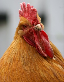 Chicken breeds Buff Orpington Rooster