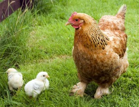 Chicken breeds Cochin Bantam with baby chicks