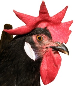 Chicken comb bright red