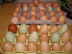 Beautiful colors of the chicken egg