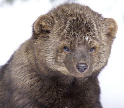 A Fisher cat is a sneaky chicken predator