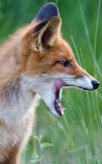Chicken predators like a fox are common killers