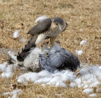 Hawk eating a chicken