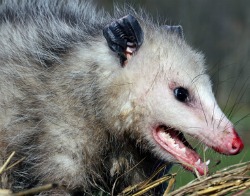 Chicken Predators such as Opossum love eggs.