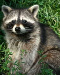 Chicken predators like raccoons are very persistent.