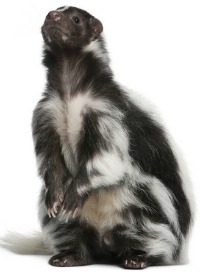 Skunks love chicken eggs