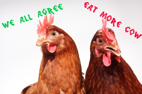 Chickens raising and care Rhode Island Reds