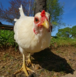 Chicken raising and care T Rex Chicken