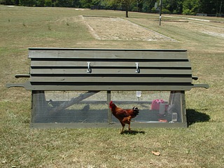 Chicken Ark