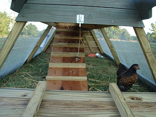 Chicken Ark and Cochin Bantam 