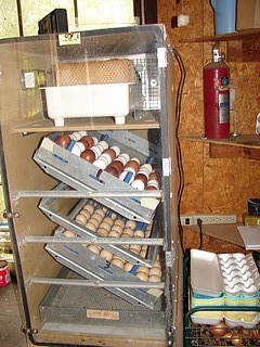 Chicken Egg Incubator