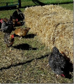 Chickens in the garden with barred rocks