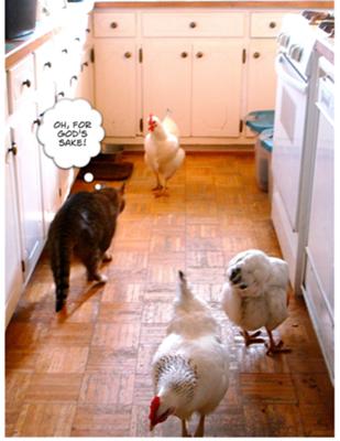 Chickens in the Kitchen