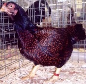 Cornish chicken