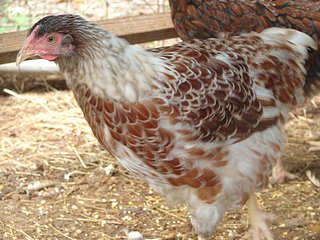 Egg laying: Blue Laced Red Wyandotte