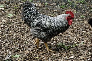 Egg laying Barred Rock