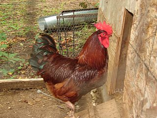 Egg laying page: Rhode Island Red Rooster