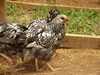 Egg laying: Silver Laced Wyandotte