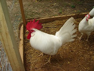 Egg laying: White Leghorn Rooster